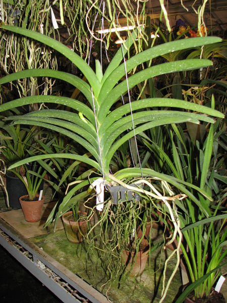 Орхидея Vanda Pimsai x Vanda Tarab Waxy с цветоносом