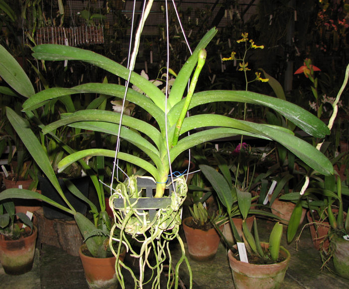 Фото орхидеи Renanthera philippinensis x Vanda Doctor Anek