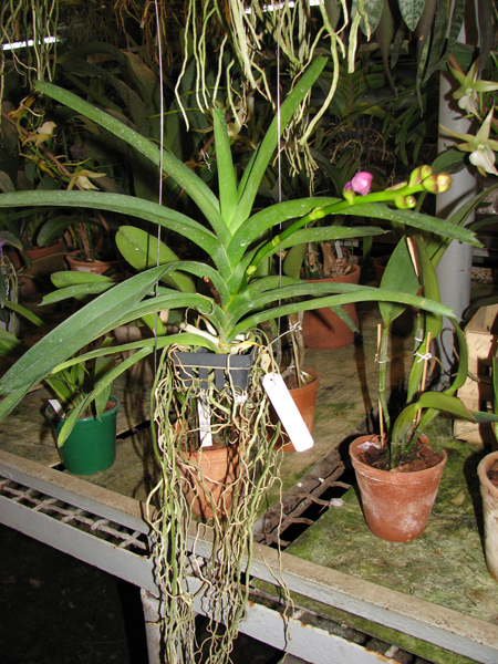 Фото орхидеи Vanda Kultana Fantasy