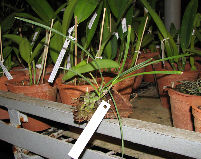 Фото орхидеи Encyclia bractescens с цветоносом