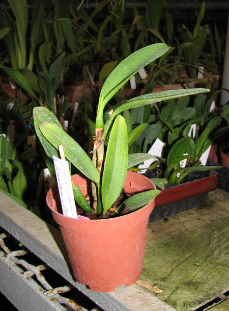 Фото миниатюрной орхидеи Potinara Samantha Duncan 'Orange Tart'