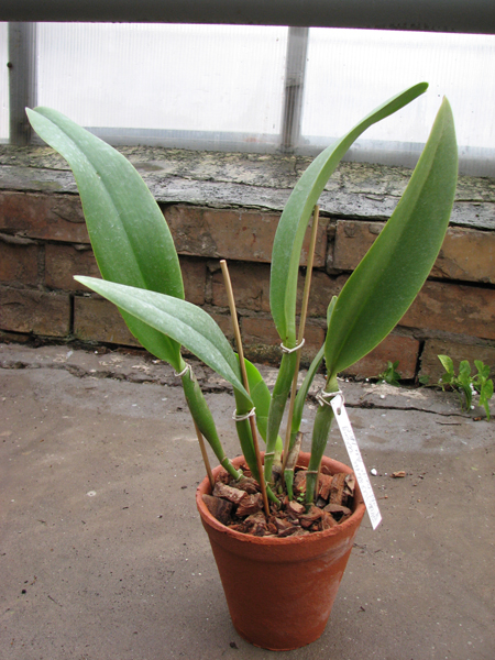 Brassolaeliocattleya Williette Wong 'The Best' (Tassie Barbero x Toshie Aoki).jpg