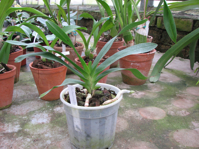 Plectrelminthus caudatus.jpg