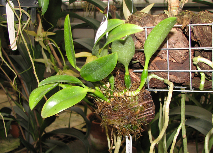 Laelia dayana caerulea 'Chojamaru' x SELF.jpg