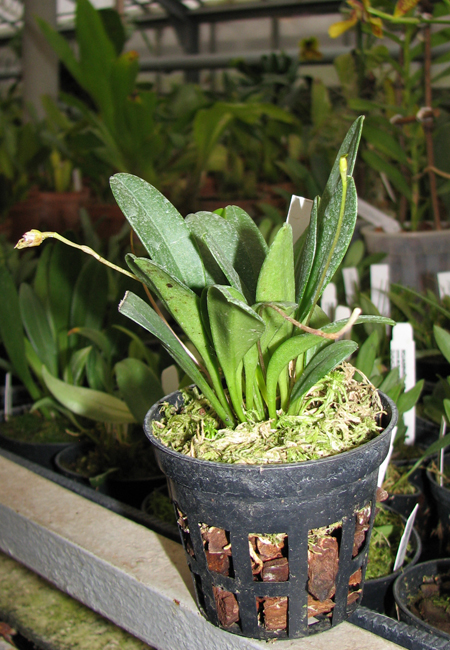 Masdevallia floribunda.jpg