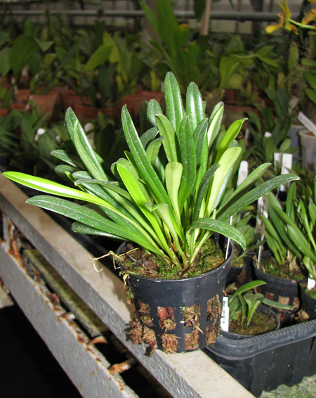 Masdevallia herradurae.jpg