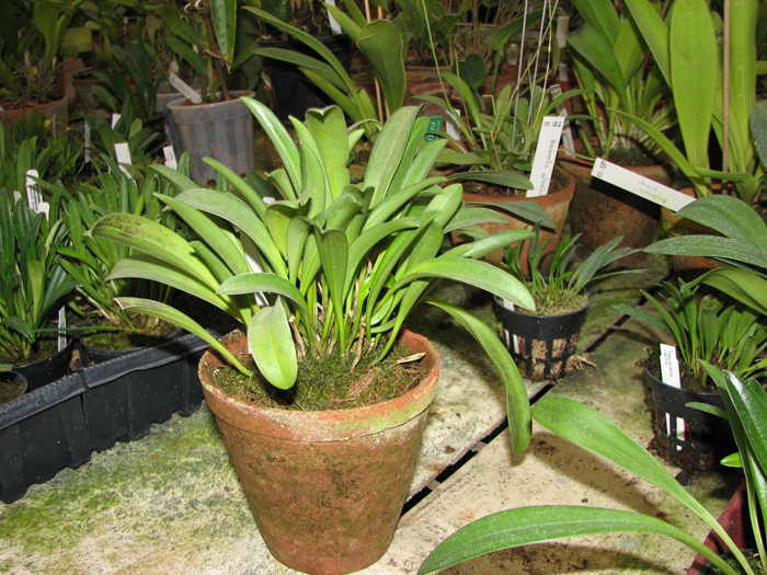 Masdevallia amanda.jpg