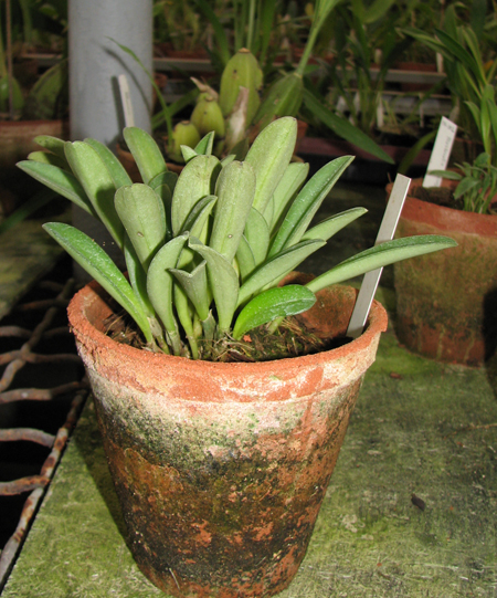 Masdevallia venusta.jpg