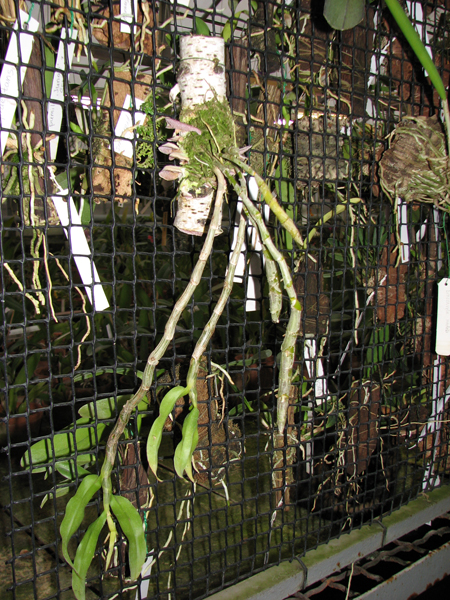 Dendrobium primulinum.jpg