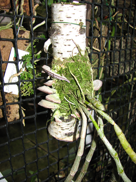 Dendrobium primulinum блок.jpg