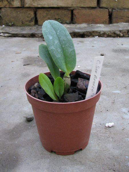 Cattleya Sea Breeze 'Fellraths Pride'.jpg