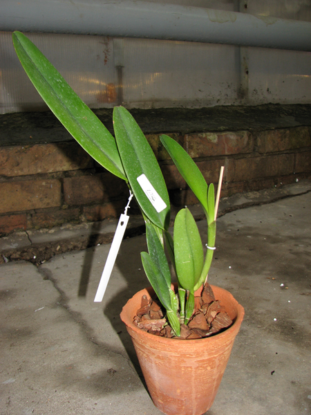 Cattleya quadricolor semi alba x Cattleya quadricolor 'Da Zoraide'.jpg