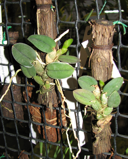 Sophronitis cernua var mineira.jpg