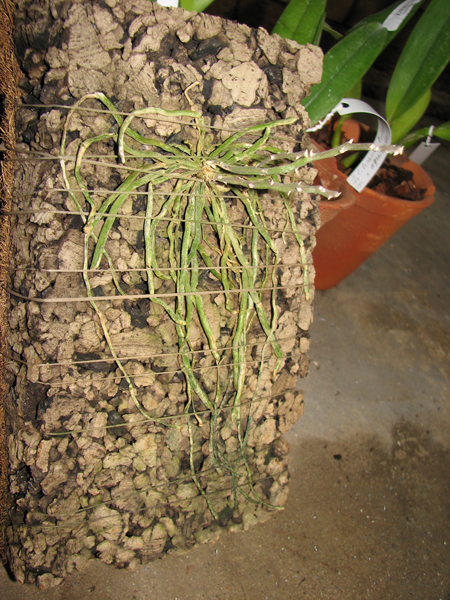 Chiloschista usnoides.jpg