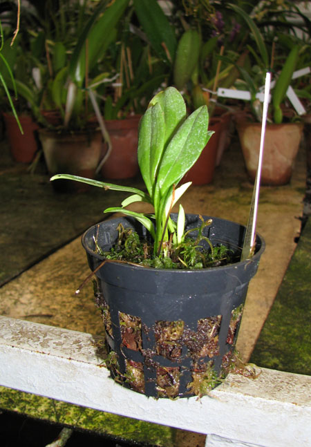 Masdevallia limax.jpg