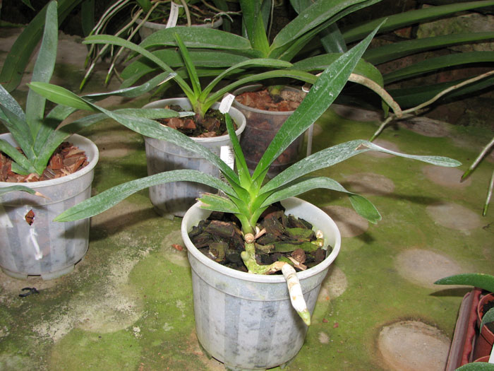 Plectrelminthus caudatus.jpg