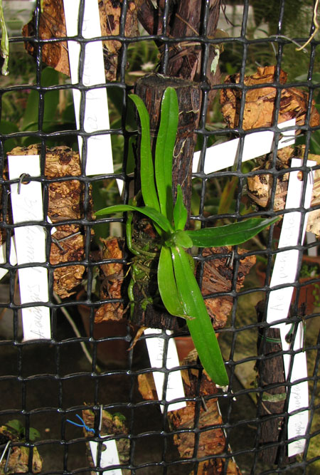 Cyrtorchis chailluana.jpg