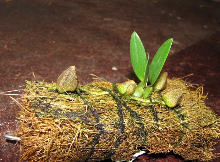 Bulbophyllum pardalotum.jpg