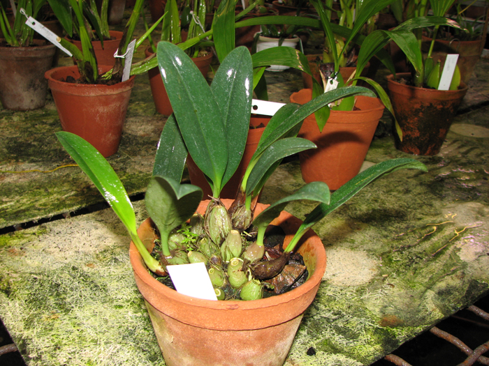 Bulbophyllum sp.jpg