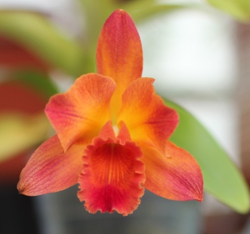 богдановская катлея-росла 2 года