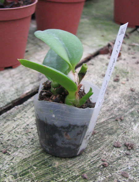 Potinara Angel Kiss 'No5'.jpg