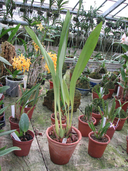 Maxillaria irrorata.jpg