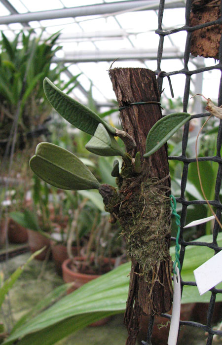 Bulbophyllum bootanoides.jpg