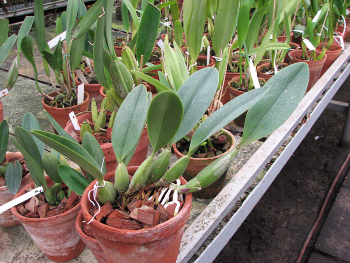 Laelia anceps guerrero x Laelia sincorana.jpg
