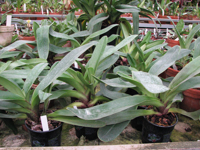 Paphiopedilum Lippewunder hybrid.jpg