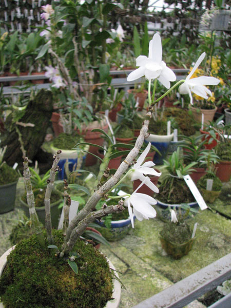 Dendrobium moniliforme Ginsetsu.jpg
