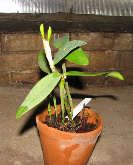 Cattleya forbesii var aurea.jpg