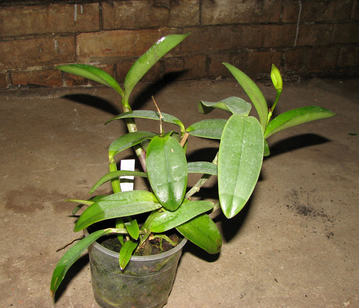 Cattleya intermedia aquinii x Cattleya walkeriana.jpg
