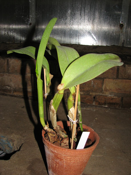 Laeliocattleya Cornelia coerulea.jpg