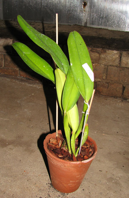 Cattleya labiata 'Labelo Grande' x Cattleya labiata 'Feliz Páscoa'.jpg