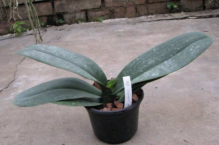 Doritaenopsis Leopard Prince 'Sogo'.jpg