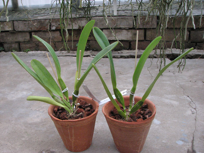 Cattleya dowiana x self.jpg