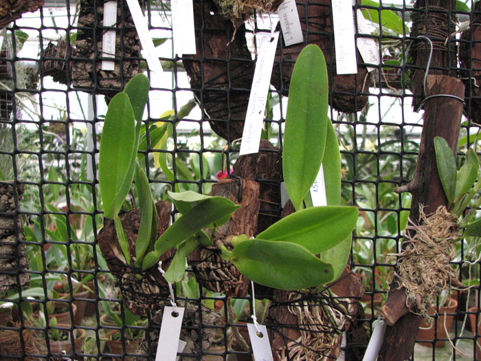 Cattleya dowiana rosea x self.jpg