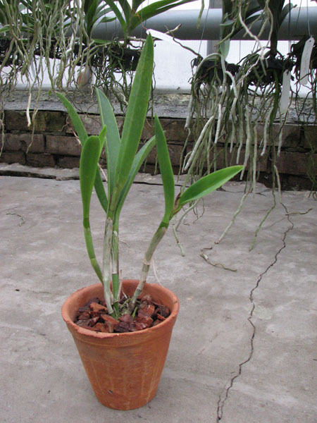 Brassocattleya Maikai 'Mayumi'.jpg