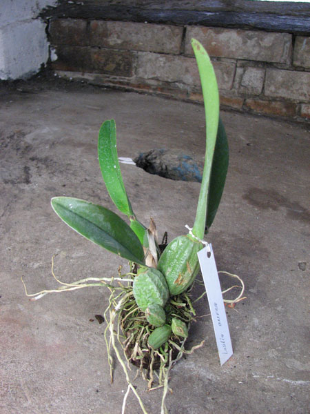 Laelia aurea.jpg