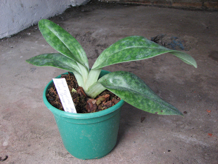 Paphiopedilum Keylime 'Mei Chen' x Paphiopedilum (Dragon Mint x Silver Fleuret) 'First'.jpg