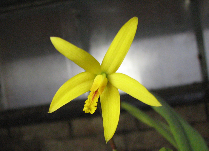 Laelia macrobulbosa.jpg
