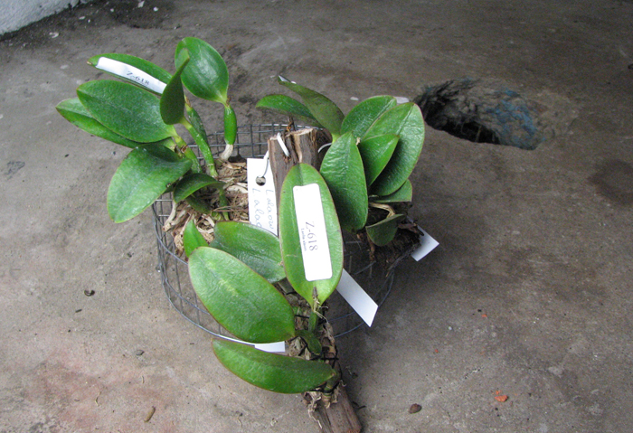 Laelia alaori escura II x Laelia alaori escura I.jpg