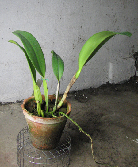 Cattleya quadricolor semi alba x Cattleya quadricolor semi alba 'Pompeu'.jpg
