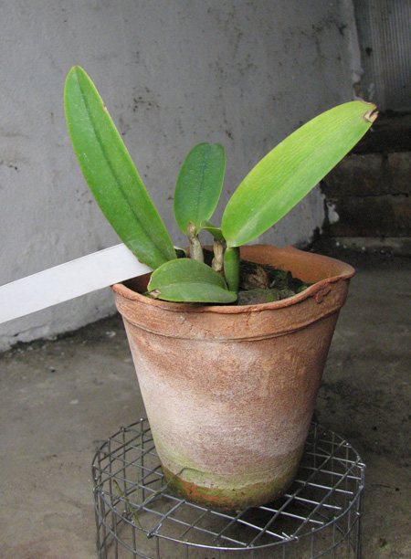 Cattleya maxima semi alba 'AWZ' x SELF.jpg