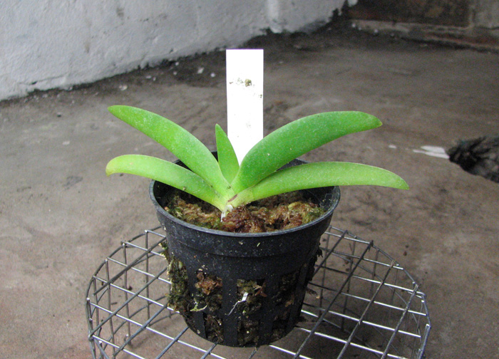 Angraecum leonis.jpg