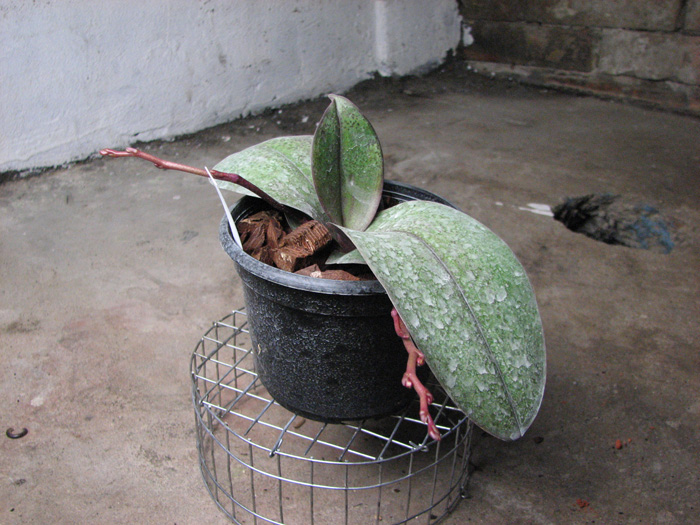 Phalaenopsis Rothschildiana.jpg