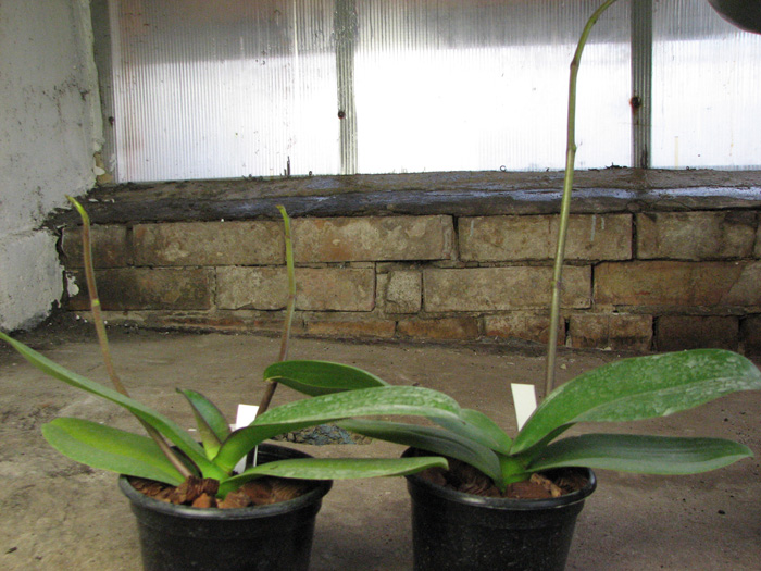 Doritaenopsis Lianher Beauty 'M-1'.jpg