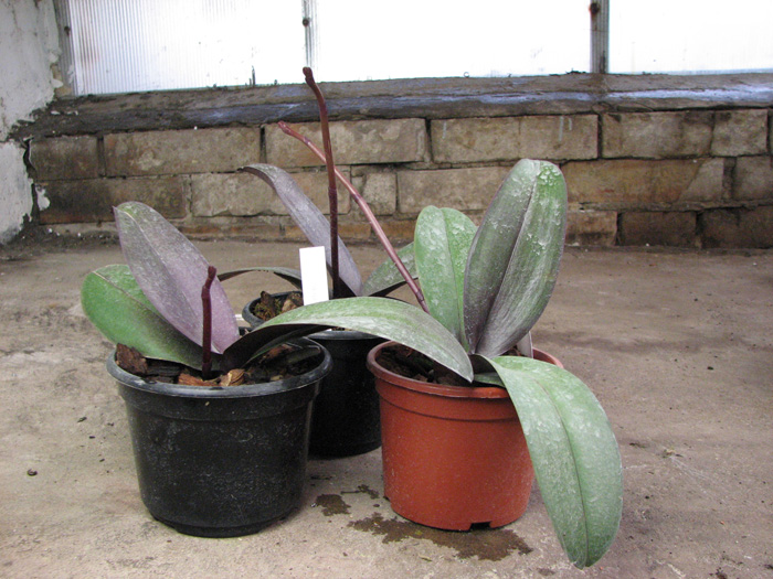 Doritaenopsis Taiwan Diamond '0-1'.jpg