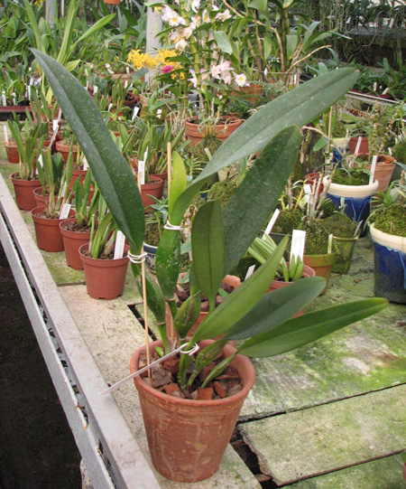 Laeliocattleya Canhamiana coerulea 'Azure Skies'.jpg