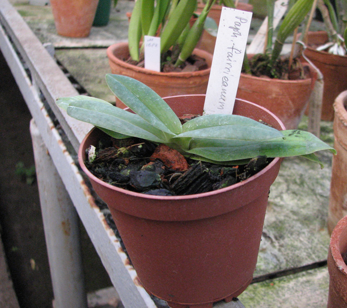 Paphiopedilum fairrieanum x sib.jpg